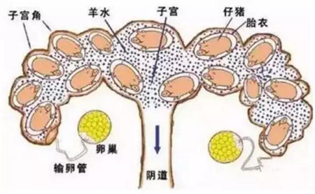 小豬出生后立即斷臍帶，回?cái)D臍帶血？這是不對的！