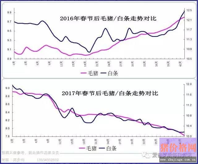 一邊白條掉價(jià)，一邊毛豬價(jià)格反彈，這是要上演鴻門宴么？