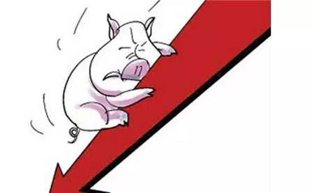 壞消息一個(gè)又一個(gè)，養(yǎng)豬越來(lái)越難了！該怎么辦？
