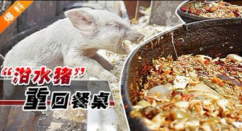 “泔水豬”橫行 問題很嚴(yán)重 如何解決?