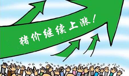 豬價(jià)穩(wěn)定你卻要等高價(jià)？求你別坑老實(shí)人了！