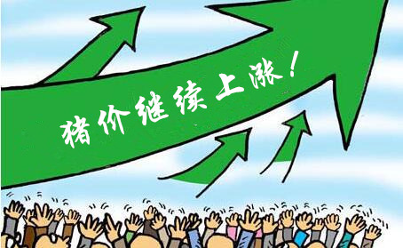“貼秋膘”助漲豬價，漲幅接近一塊，下周將下跌？