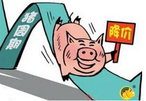 豬價周期性下跌的背景下，反彈只是季節(jié)性的……